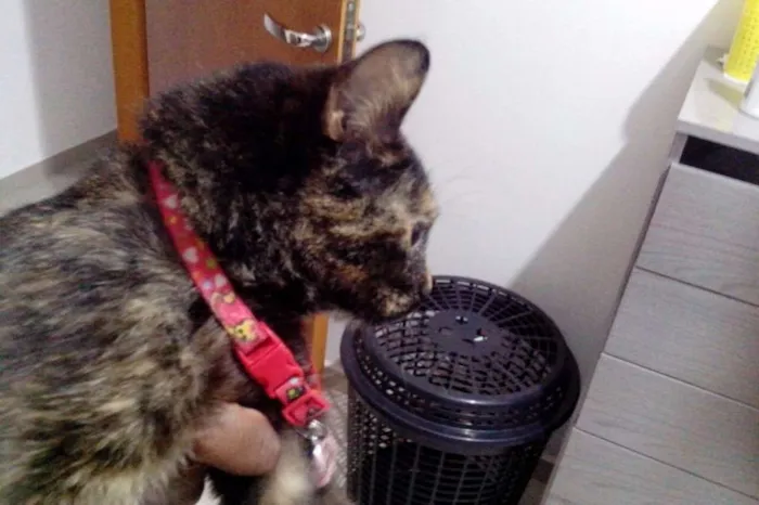 Gato ra a Sem raça idade 2 a 6 meses nome Maya