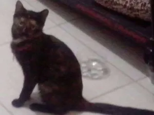Gato raça Sem raça idade 2 a 6 meses nome Maya