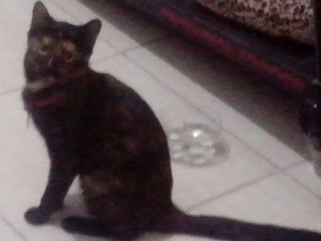 Gato ra a Sem raça idade 2 a 6 meses nome Maya