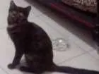 Gato raça Sem raça idade 2 a 6 meses nome Maya