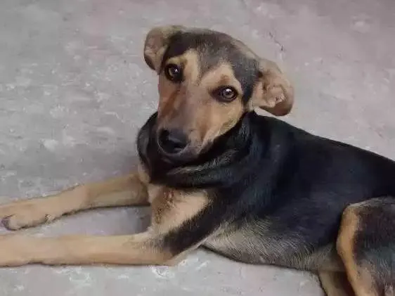 Cachorro raça Srd idade 1 ano nome Neguinha