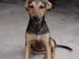 Neguinha