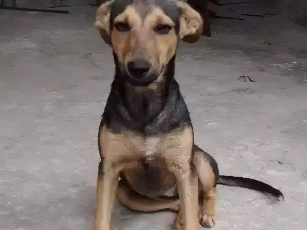 Cachorro raça Srd idade 1 ano nome Neguinha