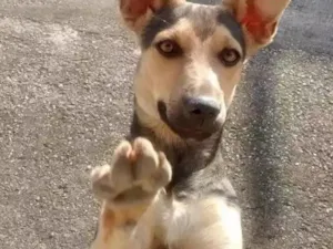Cachorro raça Srd idade 1 ano nome Neguinha