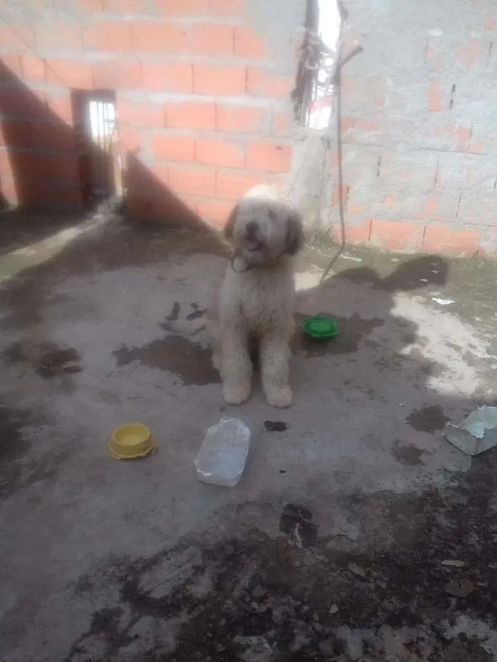 Cachorro ra a Indefinida idade 7 a 11 meses nome Max
