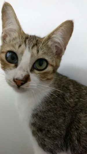 Gato raça SRD idade 2 a 6 meses nome DOUGLAS