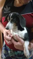 Brutos
