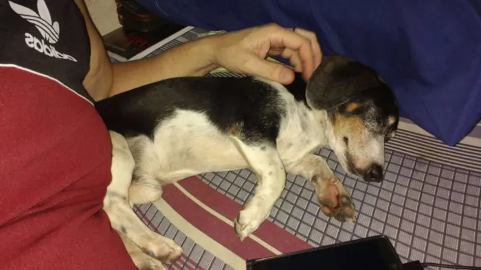 Cachorro ra a Basset-Cofap idade 3 anos nome Brutos
