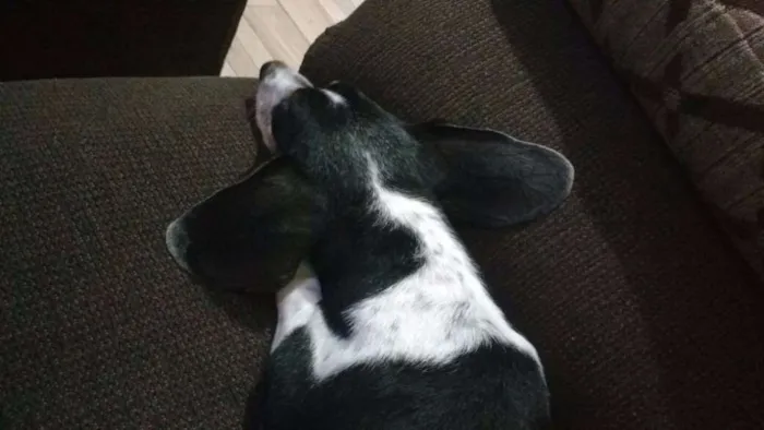 Cachorro ra a Basset-Cofap idade 3 anos nome Brutos