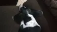Brutos