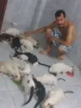 Gatos 