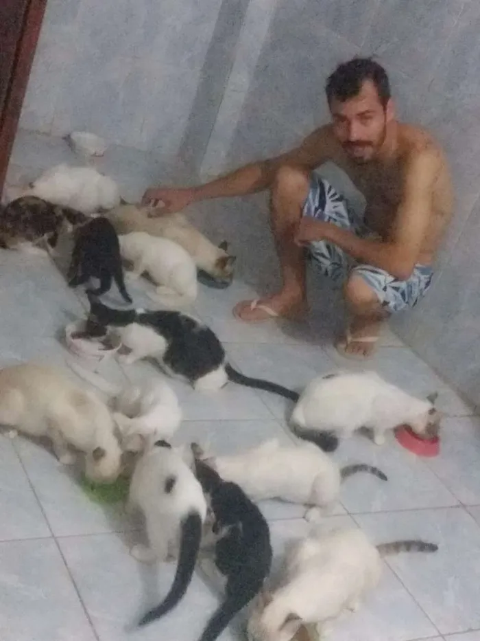 Gato ra a Siamês idade 2 a 6 meses nome Gatos 