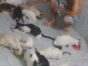 Gato raça Siamês idade 2 a 6 meses nome Gatos 