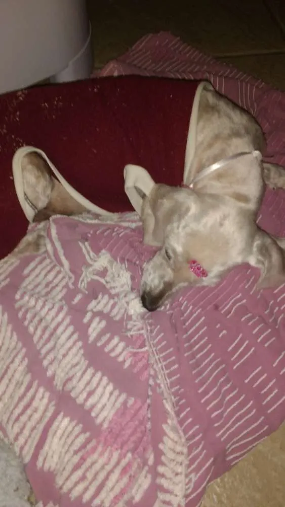 Cachorro ra a Poodle idade  nome Não sei