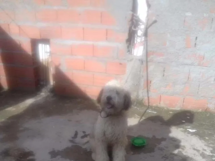 Cachorro ra a Indefinida idade 7 a 11 meses nome Max