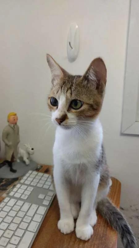 Gato ra a SRD idade 2 a 6 meses nome DOUGLAS