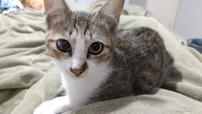 Gato ra a SRD idade 2 a 6 meses nome DOUGLAS