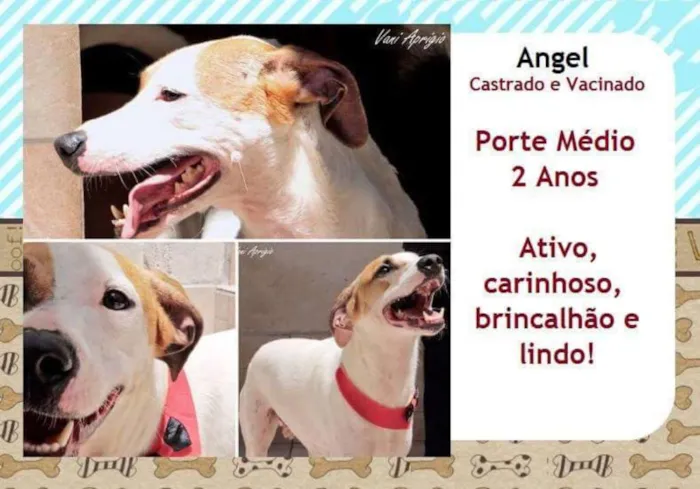 Cachorro raça SRD idade 2 anos nome Angel