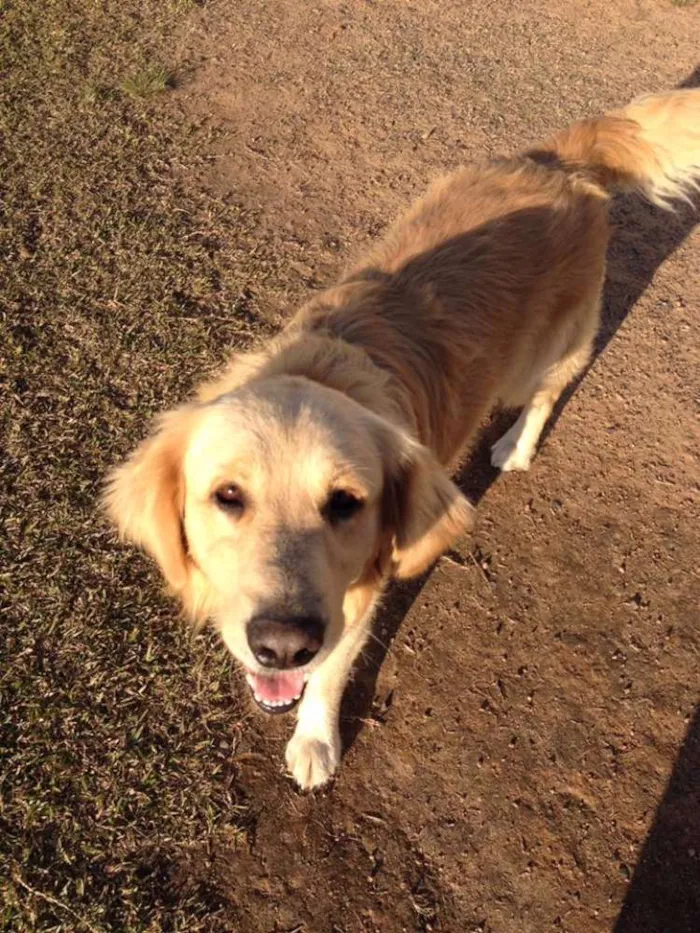 Cachorro ra a Golden idade 5 anos nome Alemão