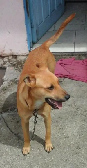 Cachorro raça Vira-lata idade 1 ano nome Meg