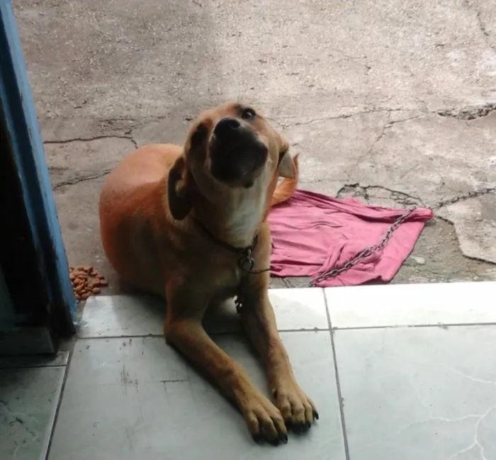 Cachorro ra a Vira-lata idade 1 ano nome Meg