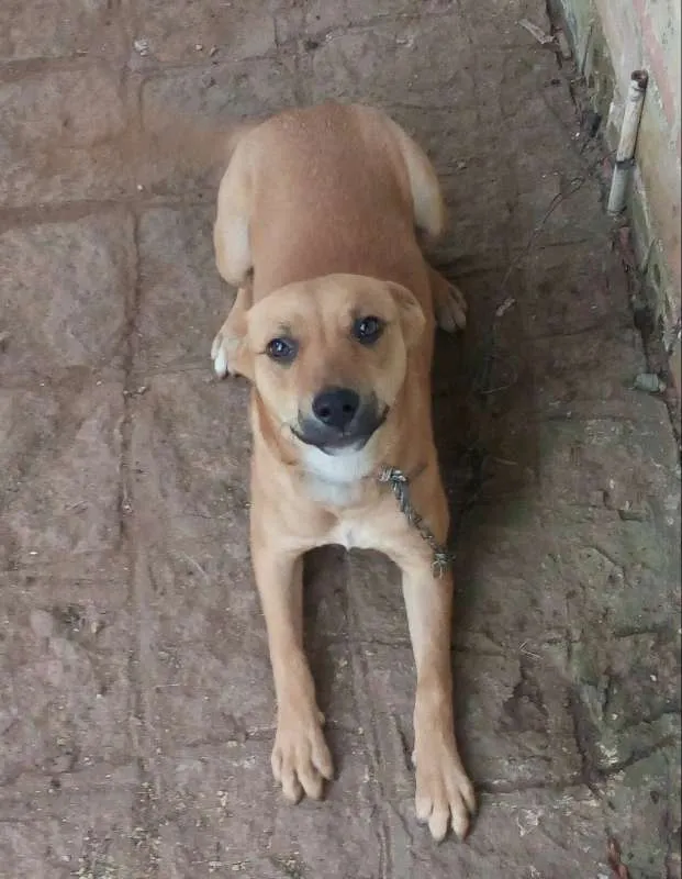 Cachorro ra a Vira-lata idade 1 ano nome Meg