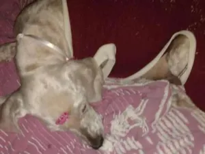 Cachorro raça Poodle idade  nome Não sei