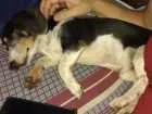 Cachorro raça Basset-Cofap idade 3 anos nome Brutos
