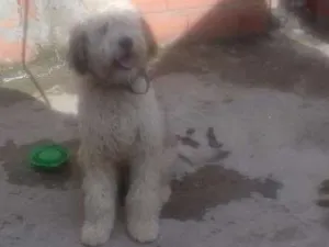 Cachorro raça Indefinida idade 7 a 11 meses nome Max
