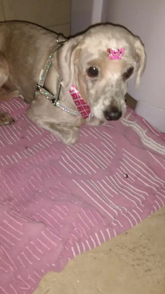 Cachorro ra a Poodle idade  nome Não sei