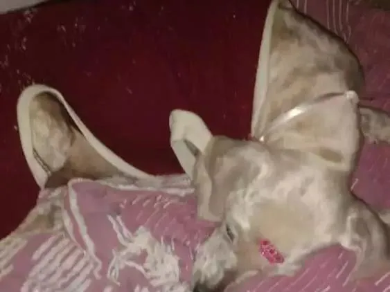 Cachorro ra a Poodle idade  nome Não sei