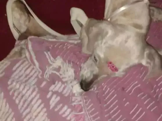 Cachorro ra a Poodle idade  nome Não sei