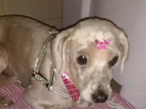 Cachorro ra a Poodle idade  nome Não sei