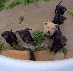 Cachorro raça  idade Abaixo de 2 meses nome Dogs