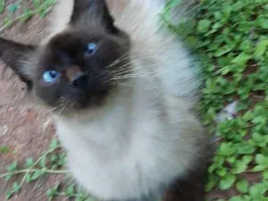 Gato raça siamesa  idade 2 anos nome grudin