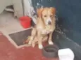 Rex