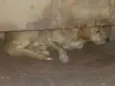 Rex