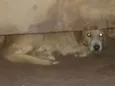 Rex