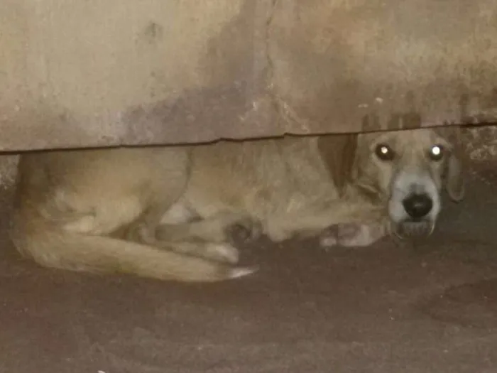 Cachorro ra a Vira lata idade 6 ou mais anos nome Rex