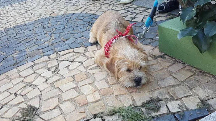 Cachorro ra a SRD idade 2 a 6 meses nome Leaozinho