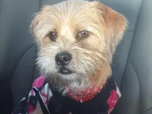 Cachorro raça SRD idade 2 a 6 meses nome Leaozinho