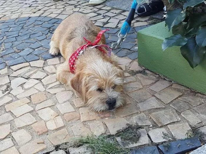 Cachorro ra a SRD idade 2 a 6 meses nome Leaozinho