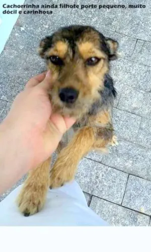 Cachorro raça SRD mix Schnauzer idade 1 ano nome Tabata