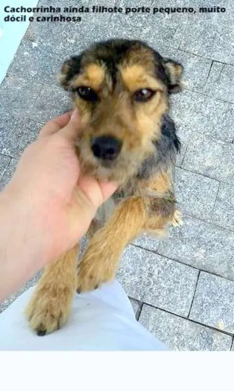 Cachorro ra a SRD mix Schnauzer idade 1 ano nome Tabata