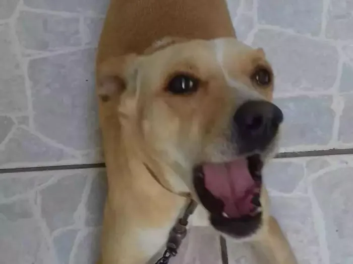 Cachorro ra a SDR idade 4 anos nome Pig