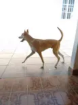 Caramelo