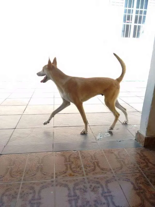 Cachorro ra a Vira Lata idade 2 a 6 meses nome Caramelo
