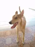 Caramelo