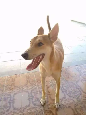 Cachorro raça Vira Lata idade 2 a 6 meses nome Caramelo