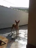 Caramelo